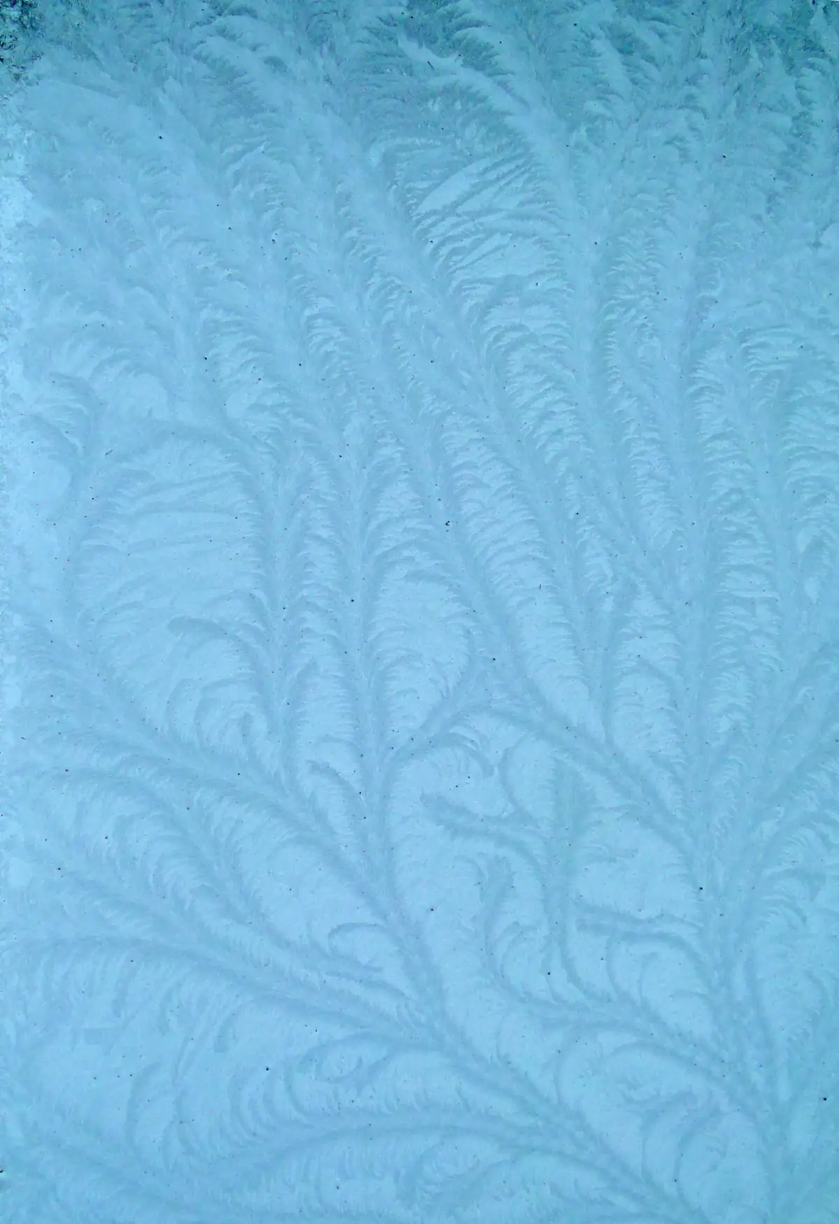 Frost ferns forming on the glass of a conservatory roof on a freezing morning